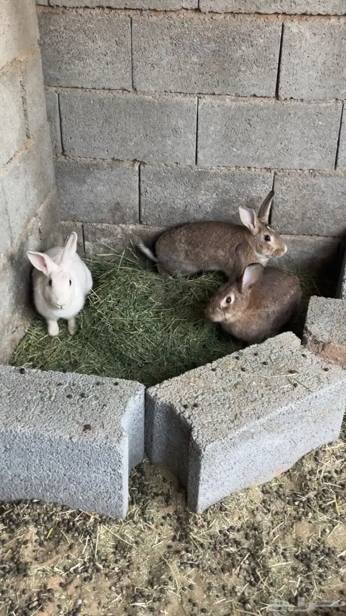 ارانب دفيع 0