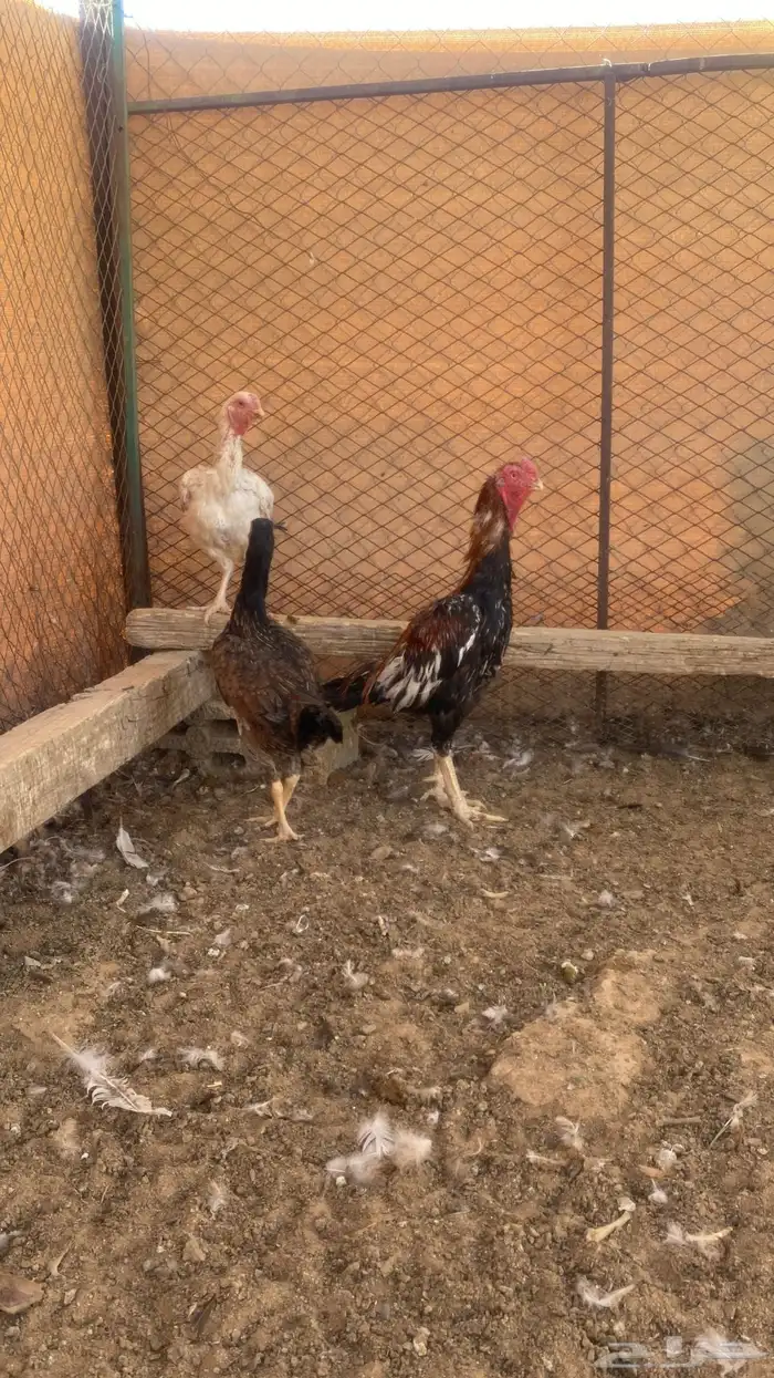 فارسي طقمين 4