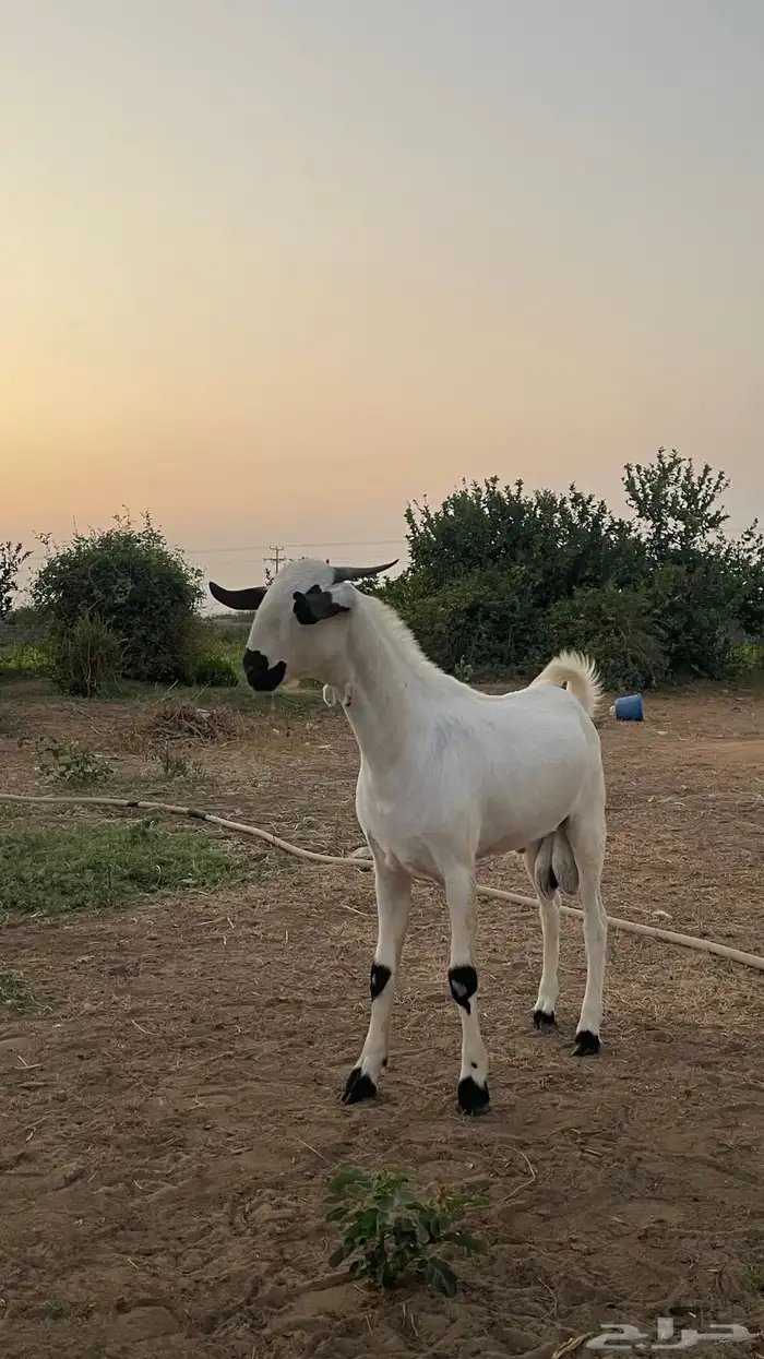 مشروع فحل بيشي فاخر 5