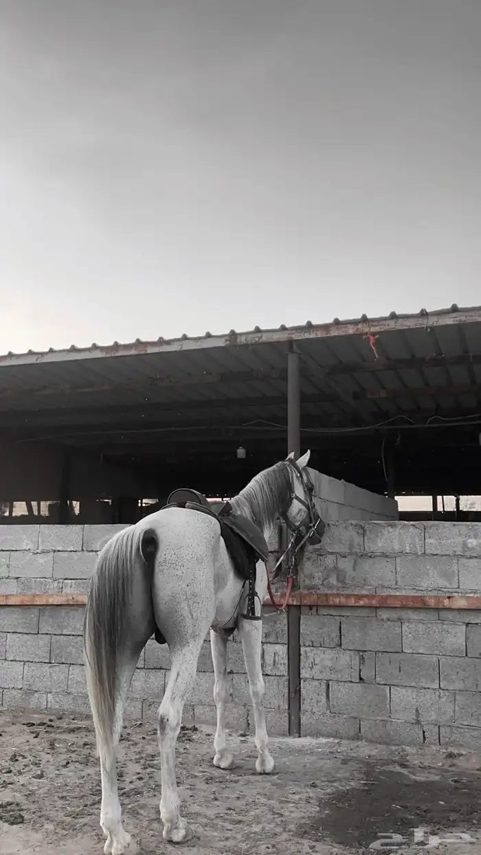 حصان عربي باوراق سليم شرط 1
