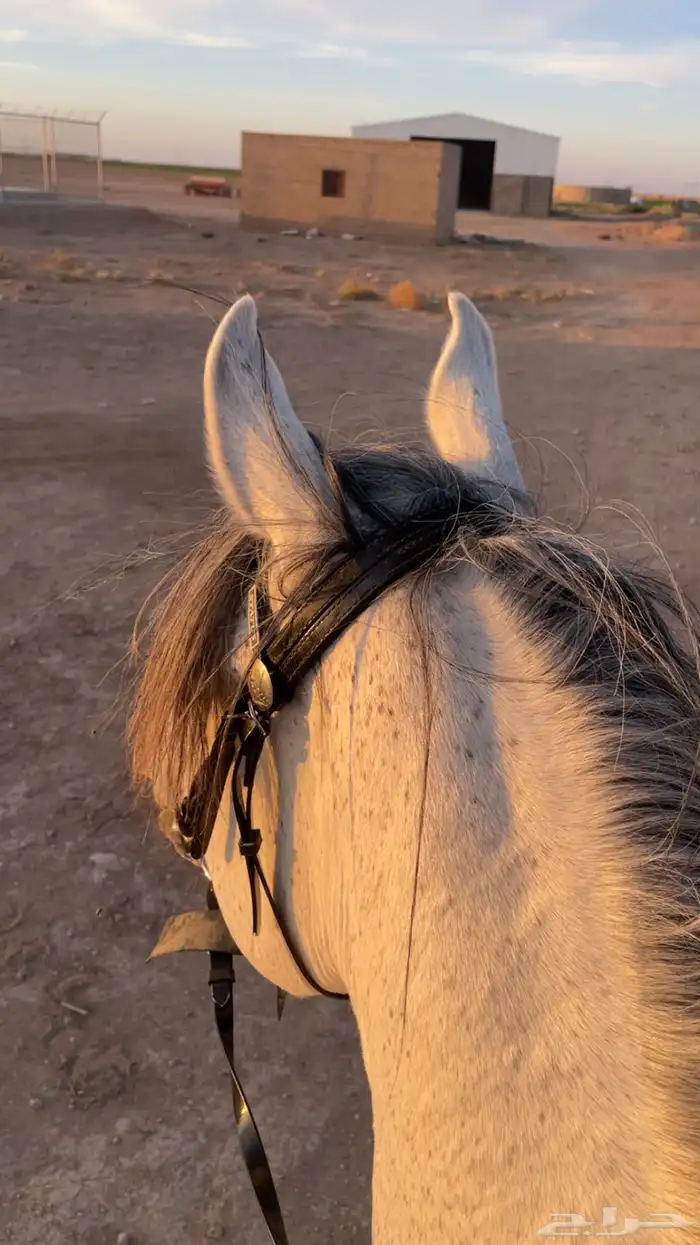 فرس شعبيه كفو 0