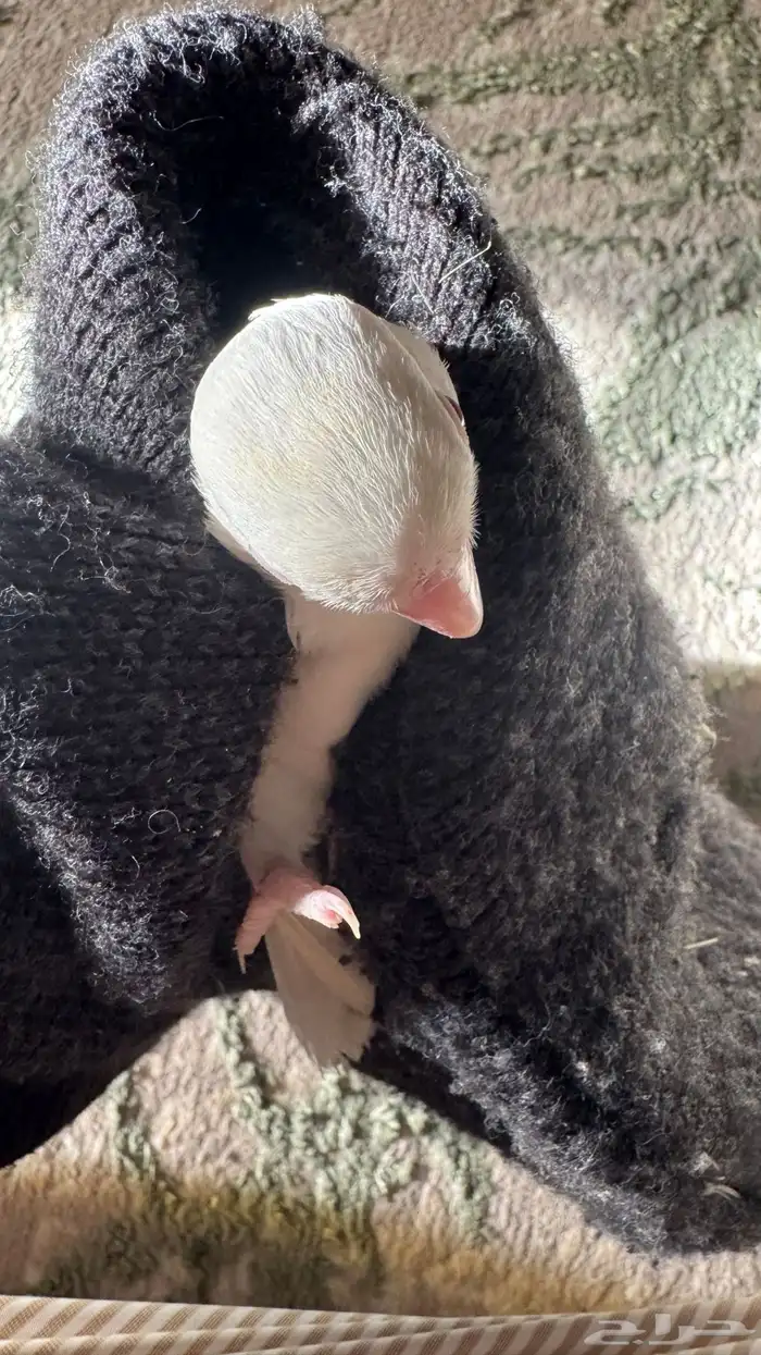 للبيع المستعجل ذكر روز البينو صافي منتج شرط 2