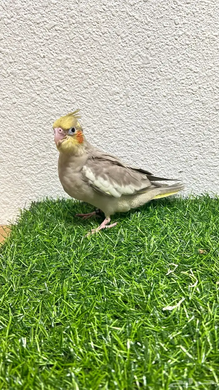 ببغاء كروان اليف وهدد وصحه الف 0