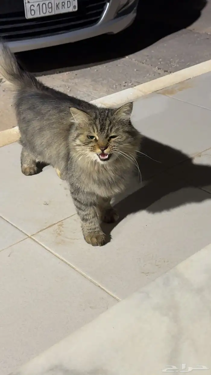 قطو ضايع خلف المكان مول 0