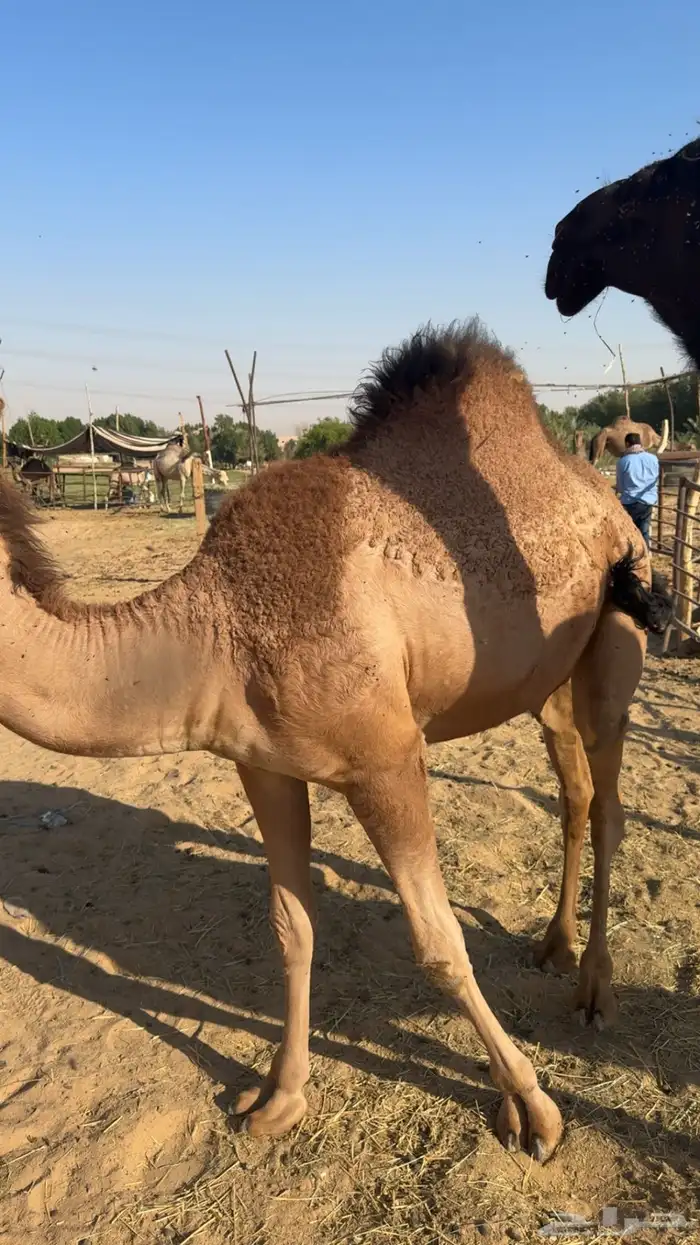 بكره للبيع 5