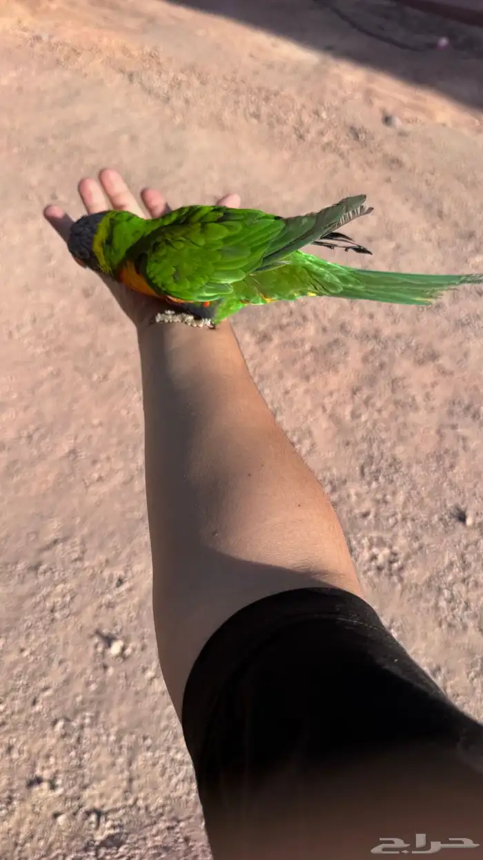 لوري راينبو اليف و هدد و متلكم 5