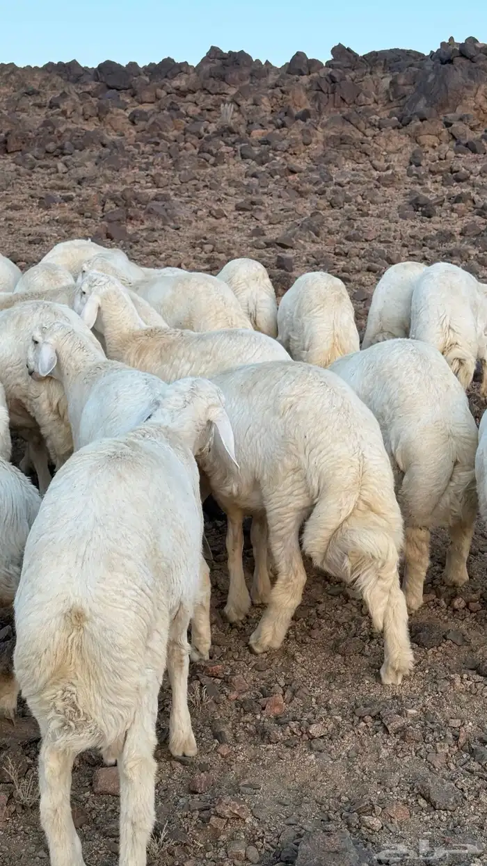 خرفان للبيع 6