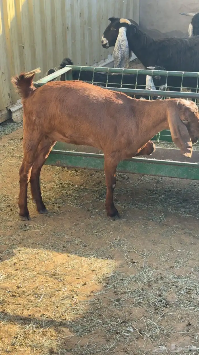 جفره حايل شهم 0