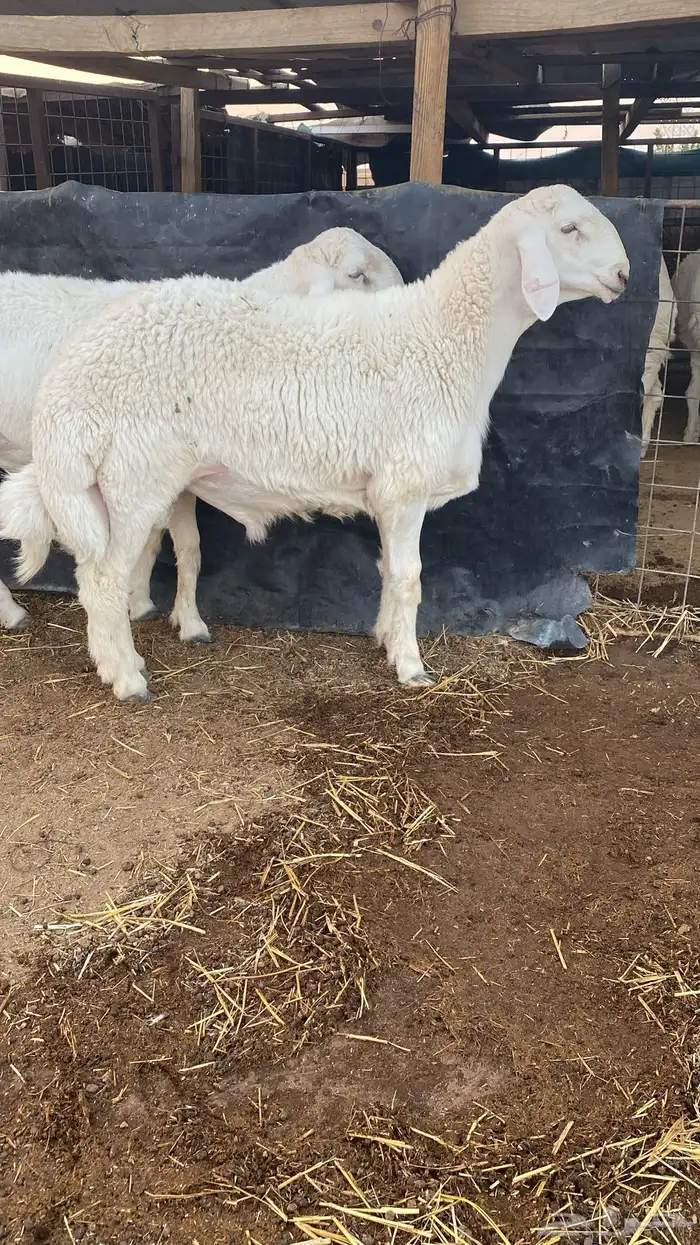 طلي حري فاخر وبره نادره ملكيه .. 5