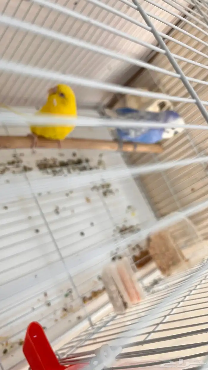 اجواز بادجي منتجه 2