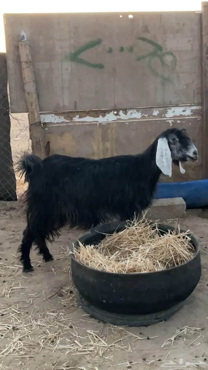 معزا عوارض طيبه 4