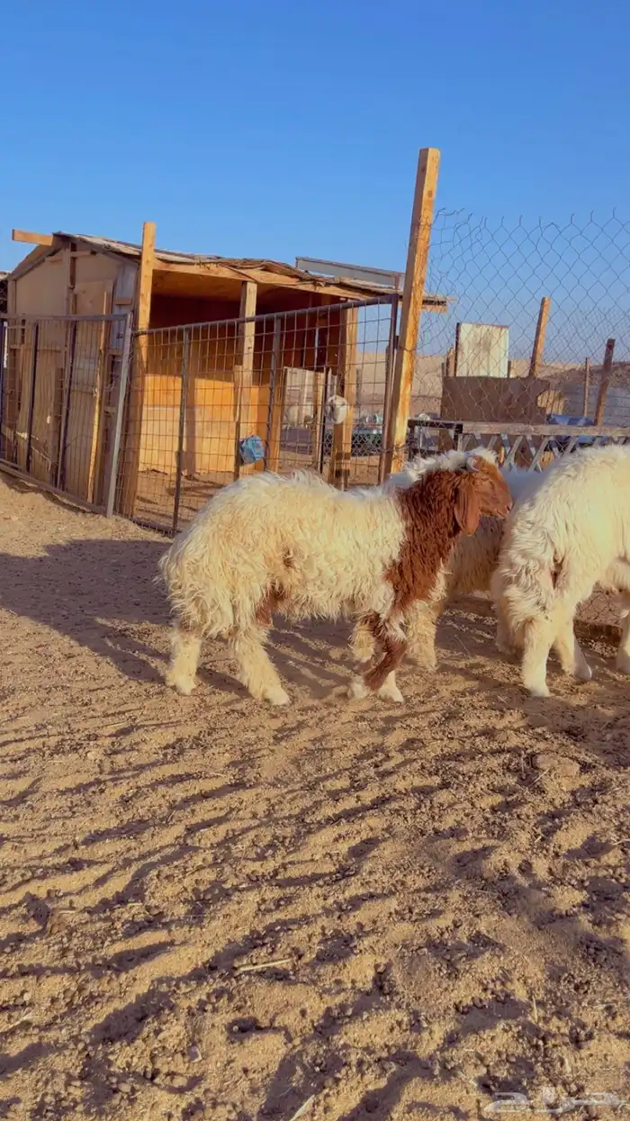 خرفان نعيم فل شحم اعمار 6 شهور 2