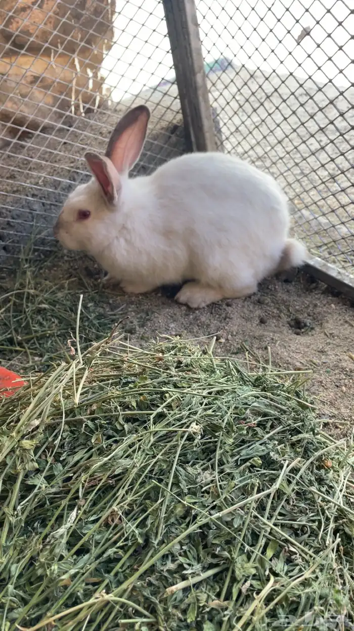 ارنب أبيض فرنسي ذكر 0