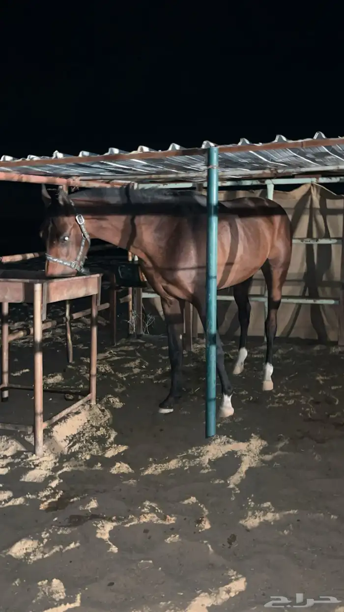 مهر مهجن للبيع. 2