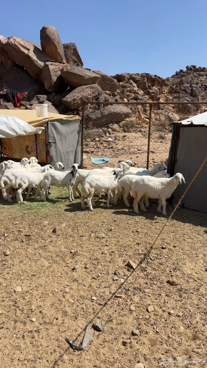 بهم خرفان ورخال طيبه 1