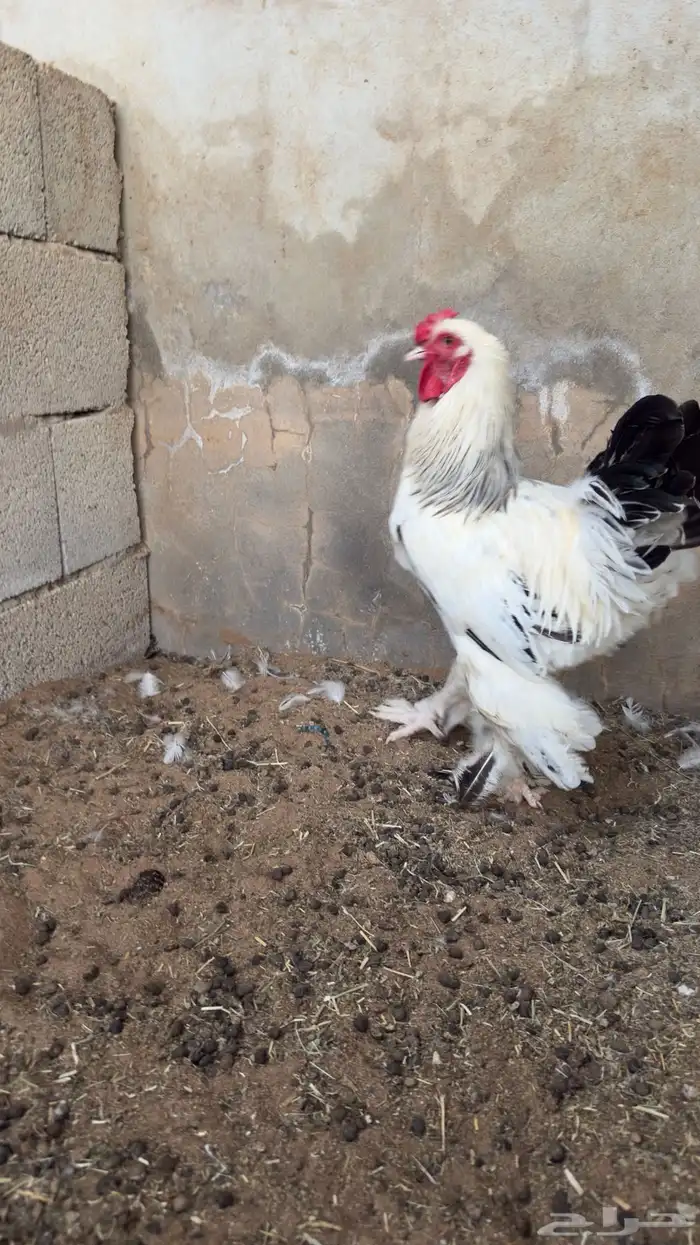 ديك براهما 0