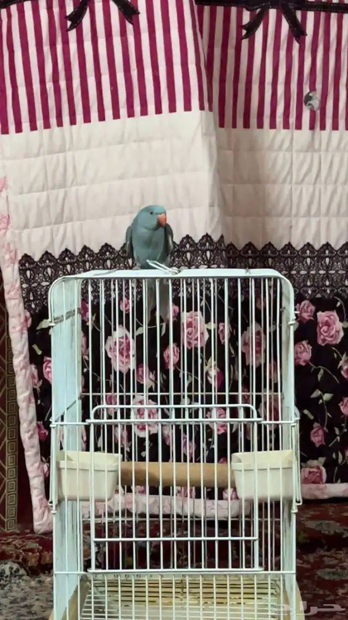 ذكر دره هولندي 1