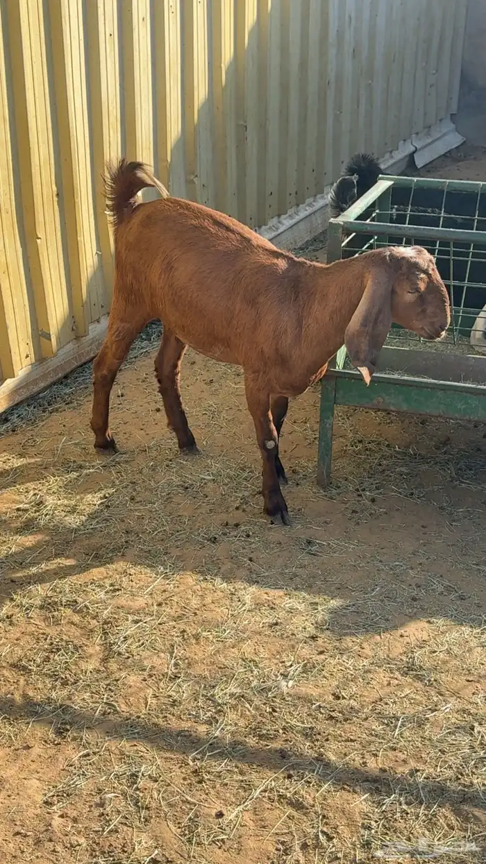 جفره حايل شهم 1