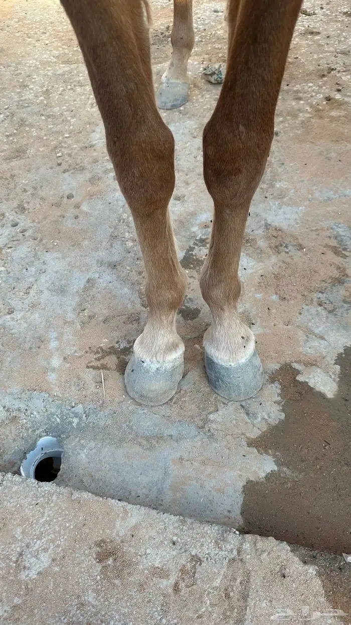 فرس واهو للبيع 1