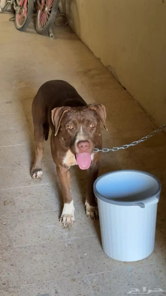 بتبول للبيع 0