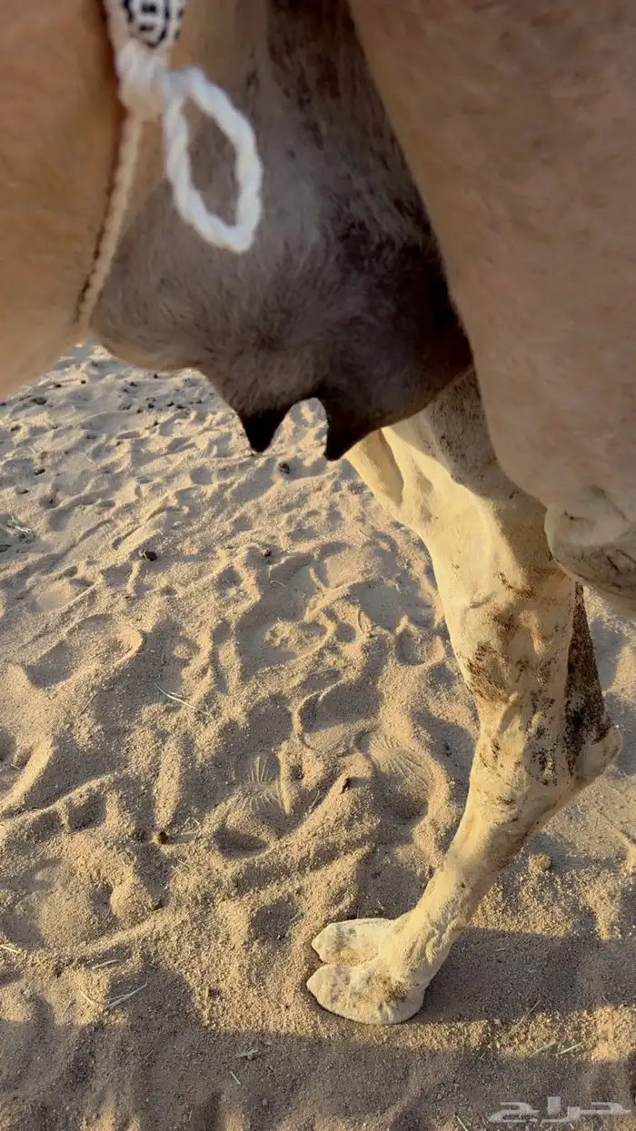 للبيع خلفه مصغر 6