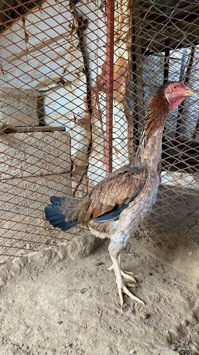 دجاجه شامو الماني 0