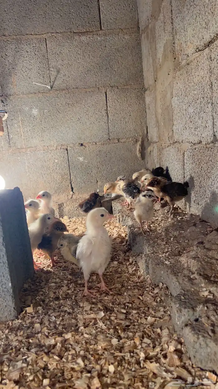 صيصان دجاج بلدي عمر شهر و20 يوم 0