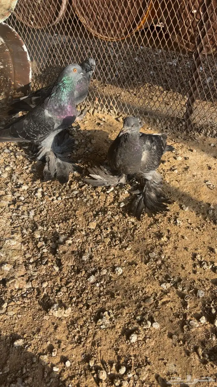 حمام نفاخي 5