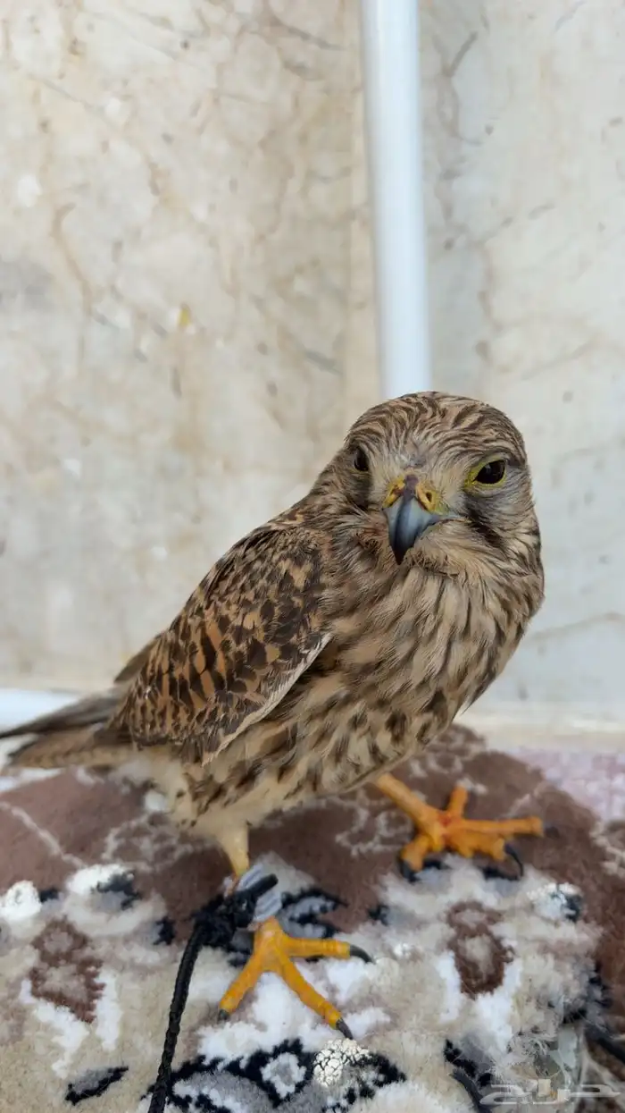 2 باشق او شبوط الييفه وهدد 1