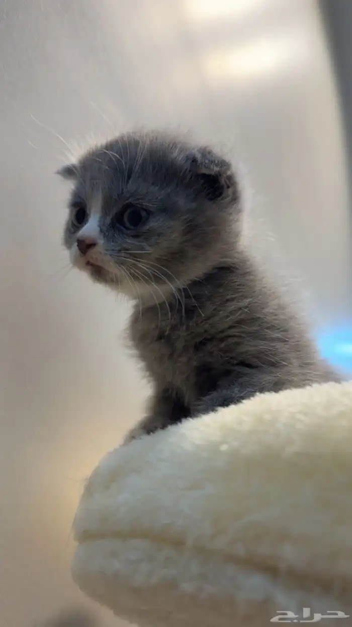 قطط سكوتش فولد 5