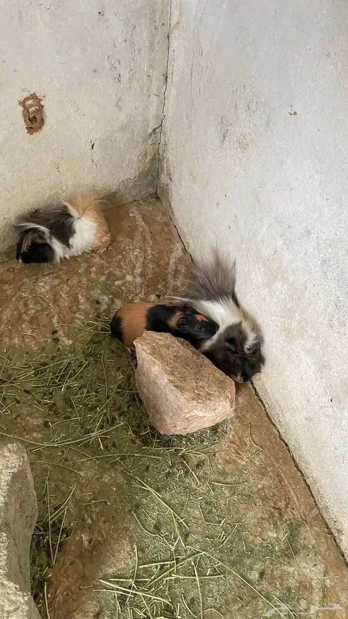 وبران بلدي و أمريكي 15