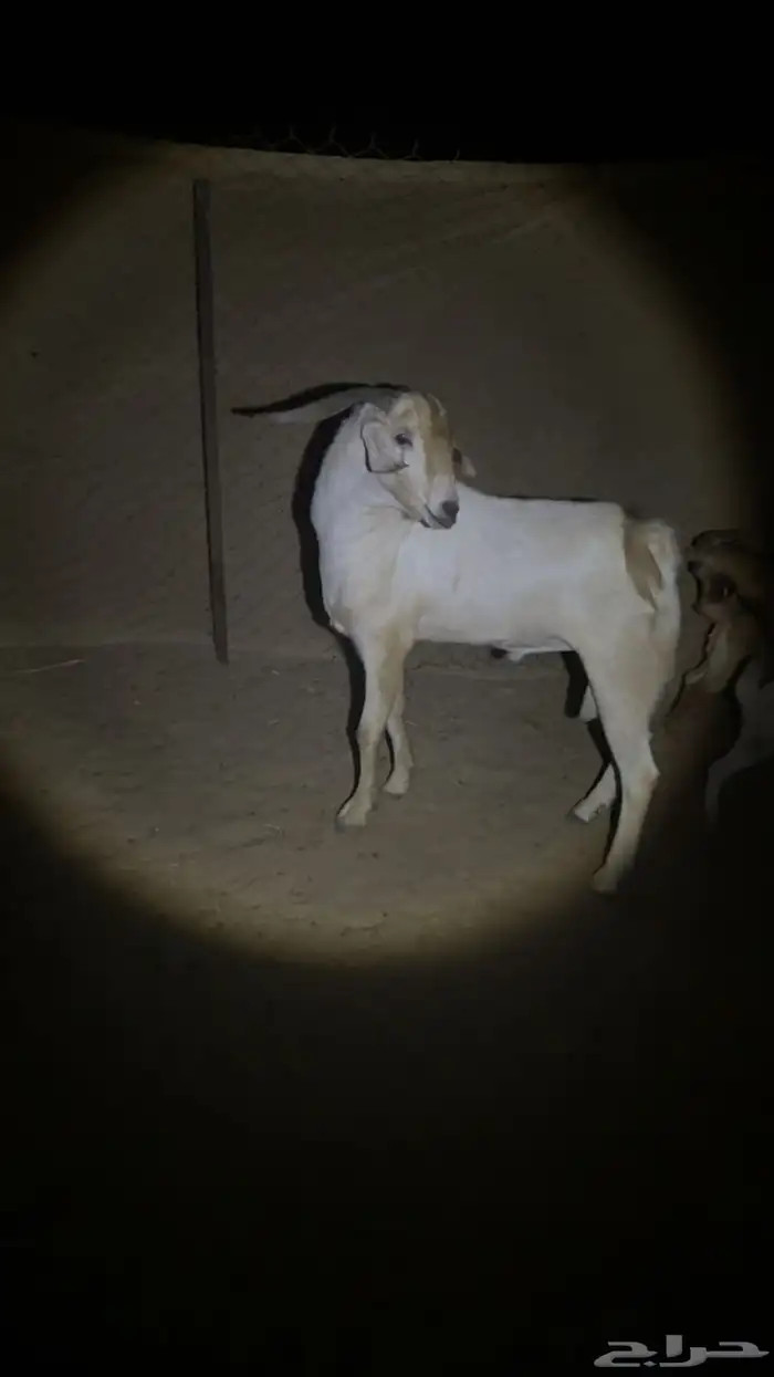 تيس بيشي فحل صنف 1