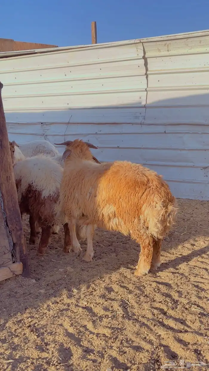 خرفان نعيم فل شحم اعمار 6 شهور 6