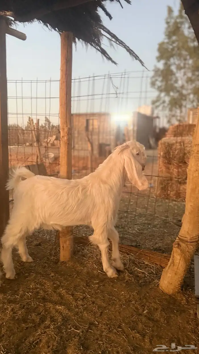 تيوس مطوره 0