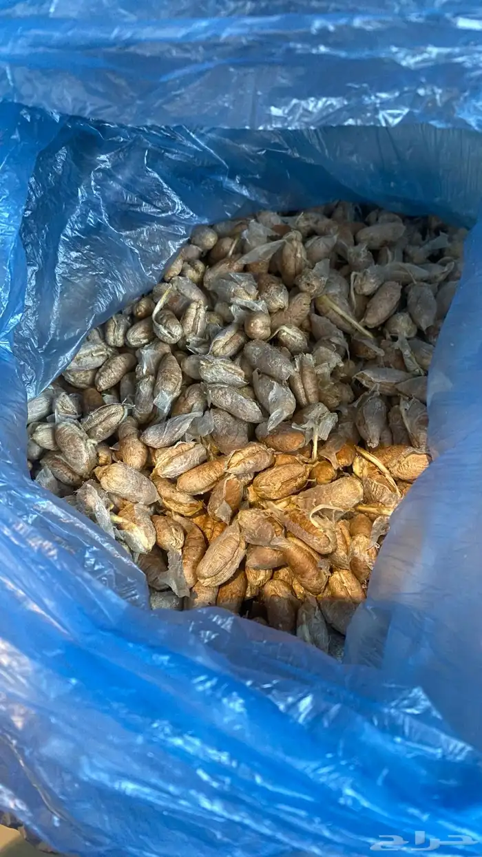 نواة التمر سكري (فصم - عبس 0