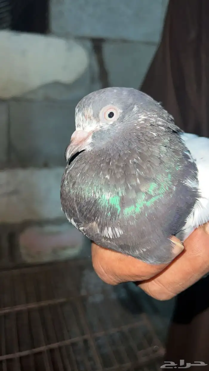 ذكر بكستاني تيدي مشروط صحه طيران بند عالي جدا  مشروط ومنتج 0