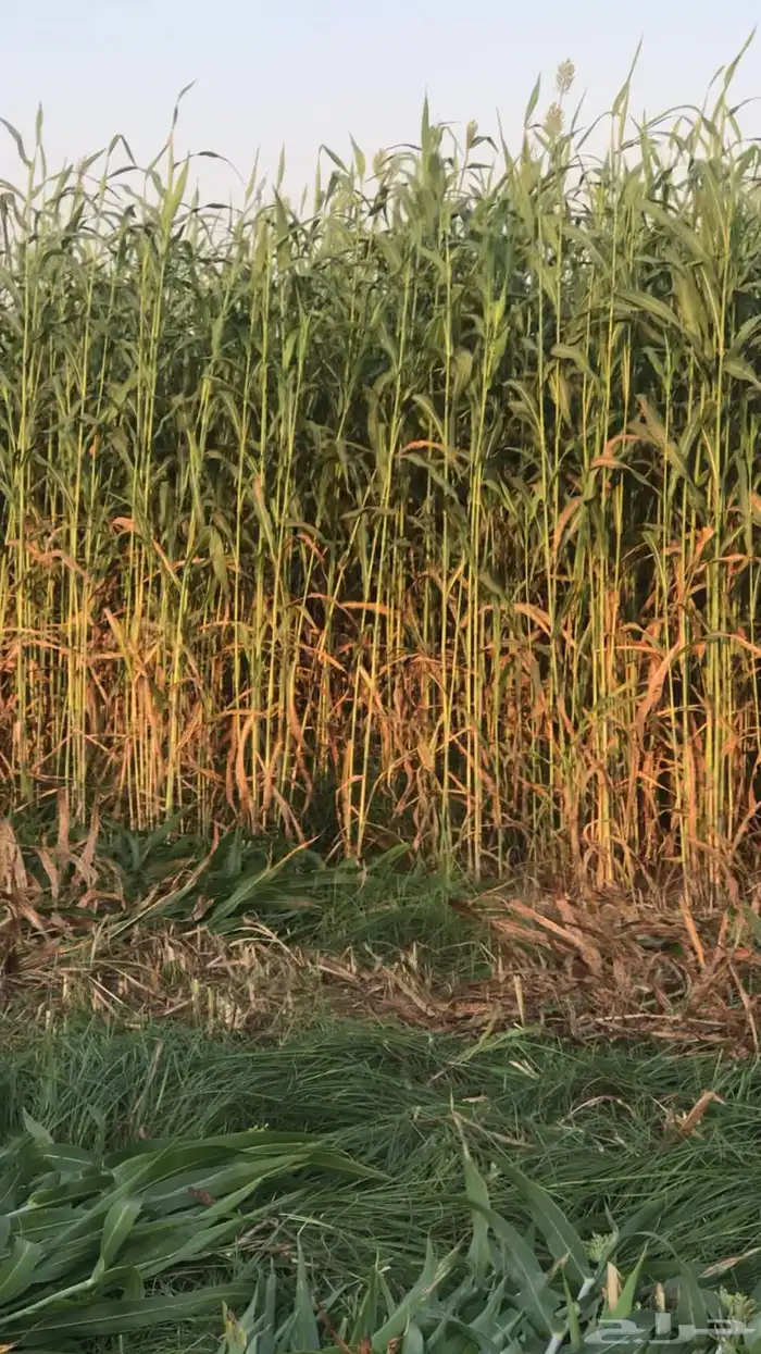 علف للبيع 1