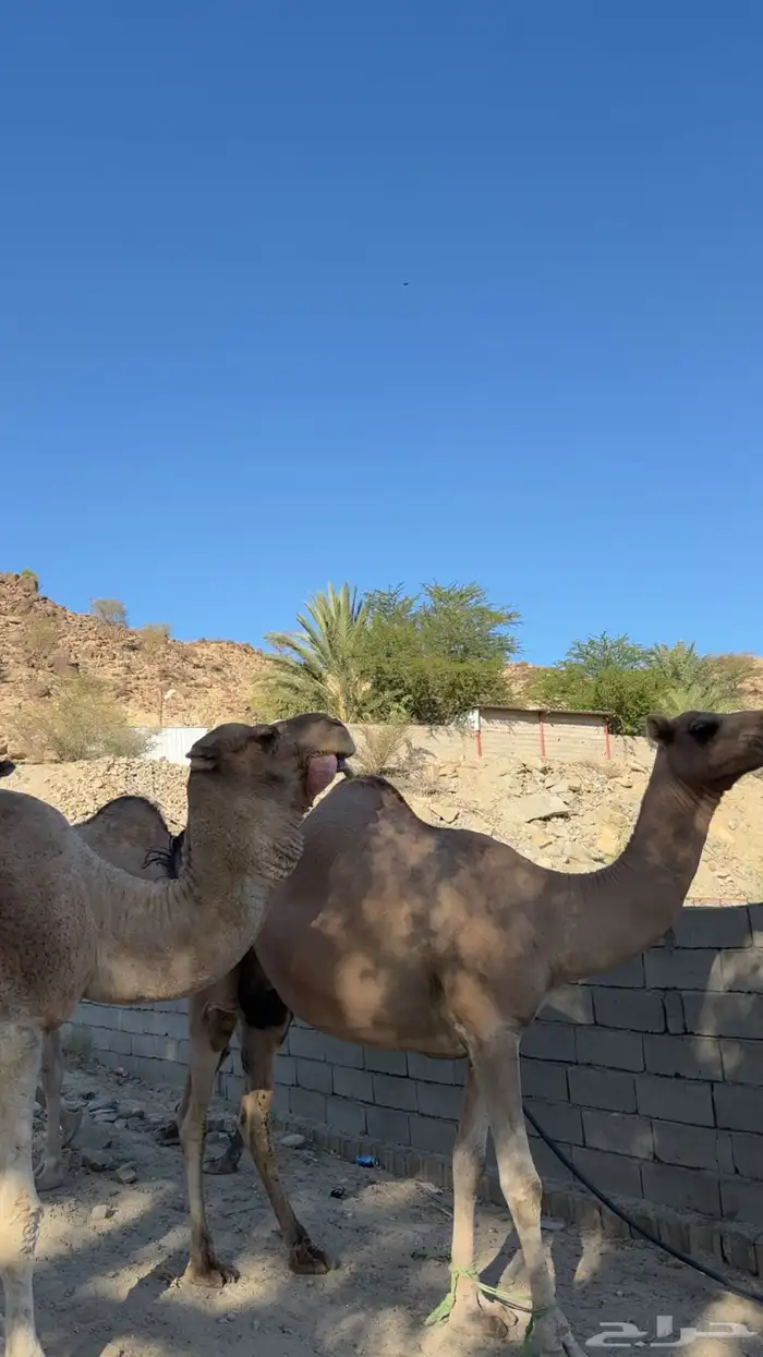 ناقه معها بكره عمرها5 اشهر والناقه لقحه في شهرين 2