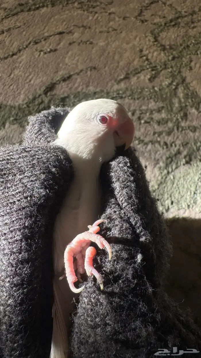 للبيع المستعجل ذكر روز البينو صافي منتج شرط 1