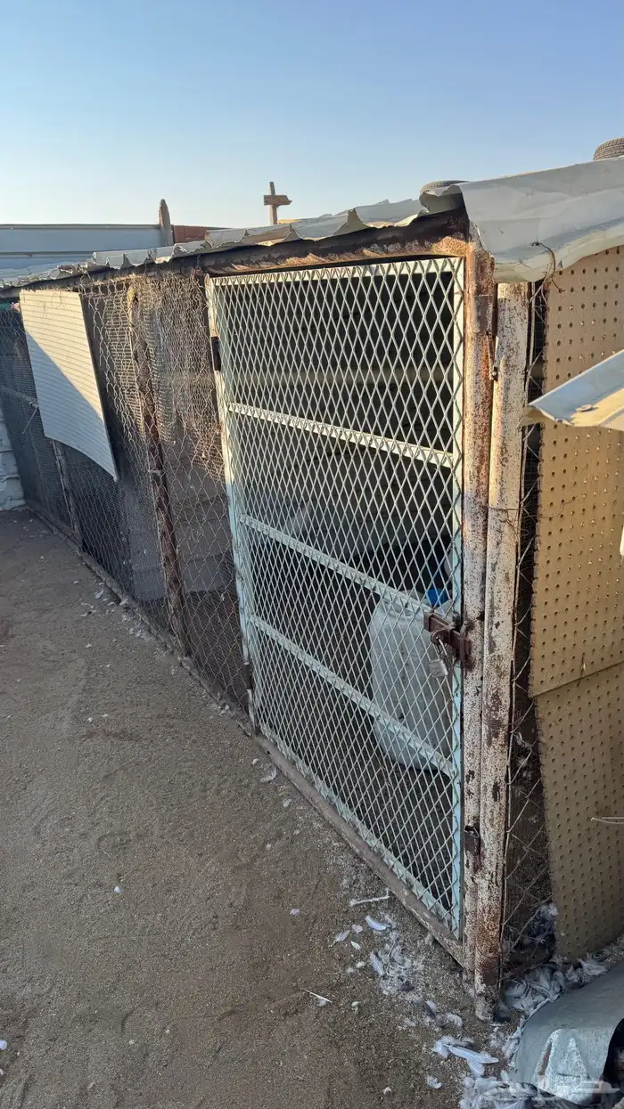 يوجد خمسه شبوك تصلح للغنم والطيور الحمام والزينه 13