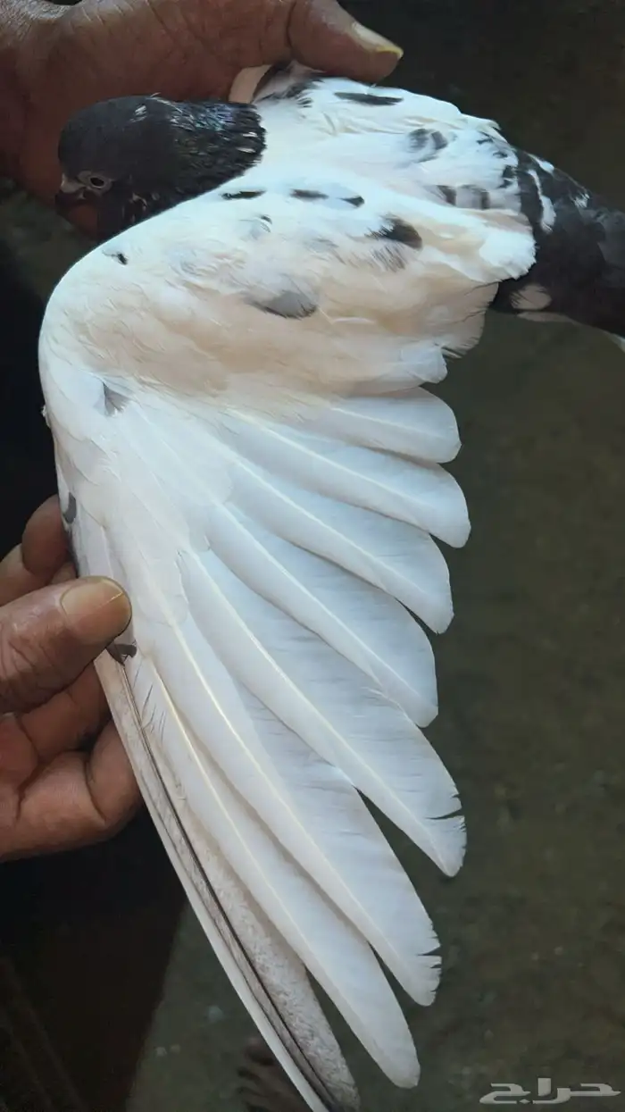 ذكر بكستاني تيدي مشروط صحه طيران بند عالي جدا  مشروط ومنتج 3