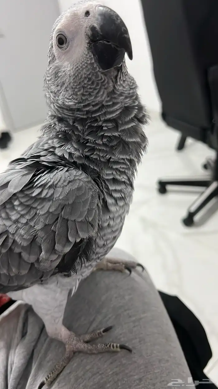 كاسكو متكلم 5