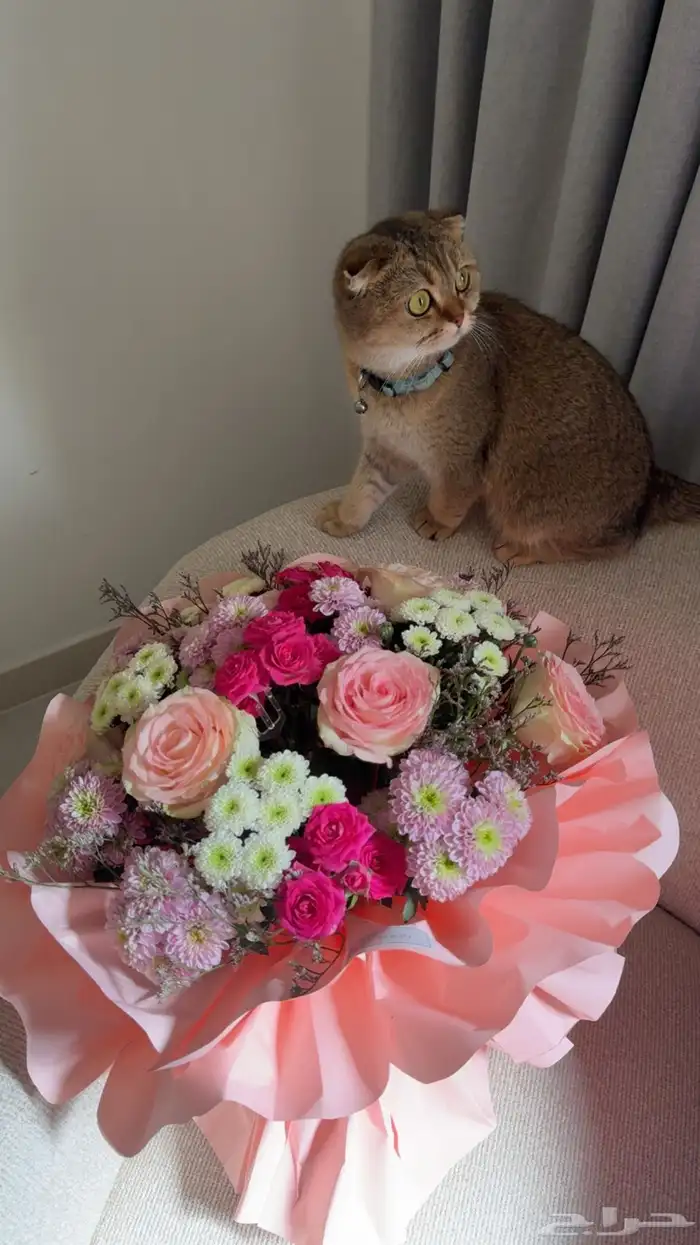 قطة سكوتش فولد للبيع 2