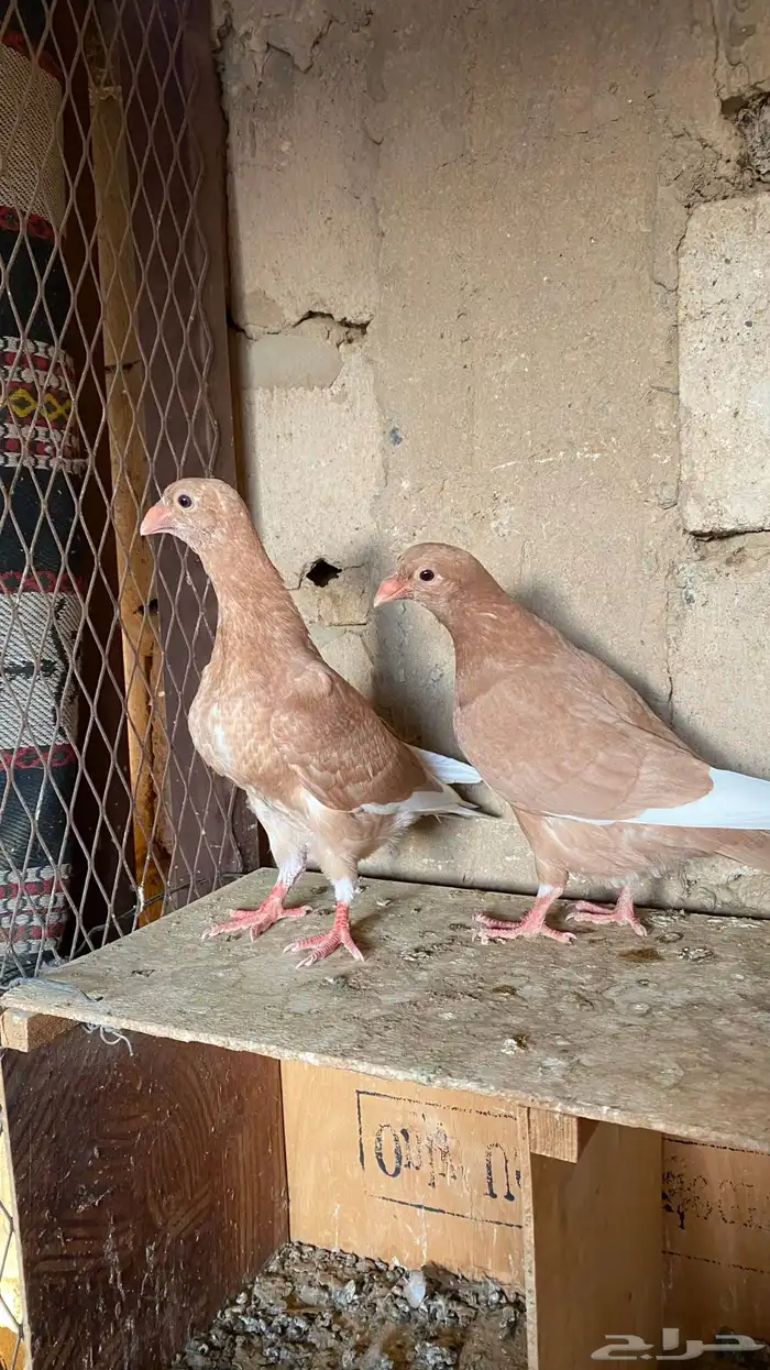 طبات شامي كش 2