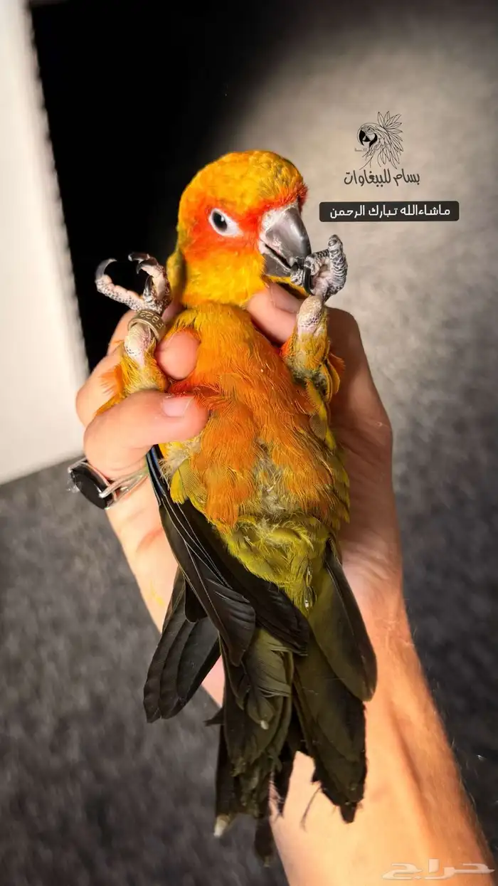 فروخ دره لاتينو و فايلوت وصن كنيور الحق على الزين 5