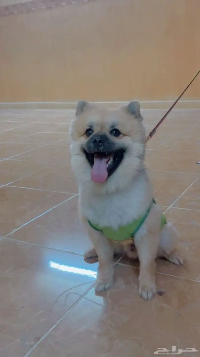 كلب البوميرانيان 0