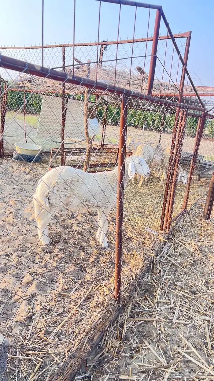 خروف مشروع فحل حري 2