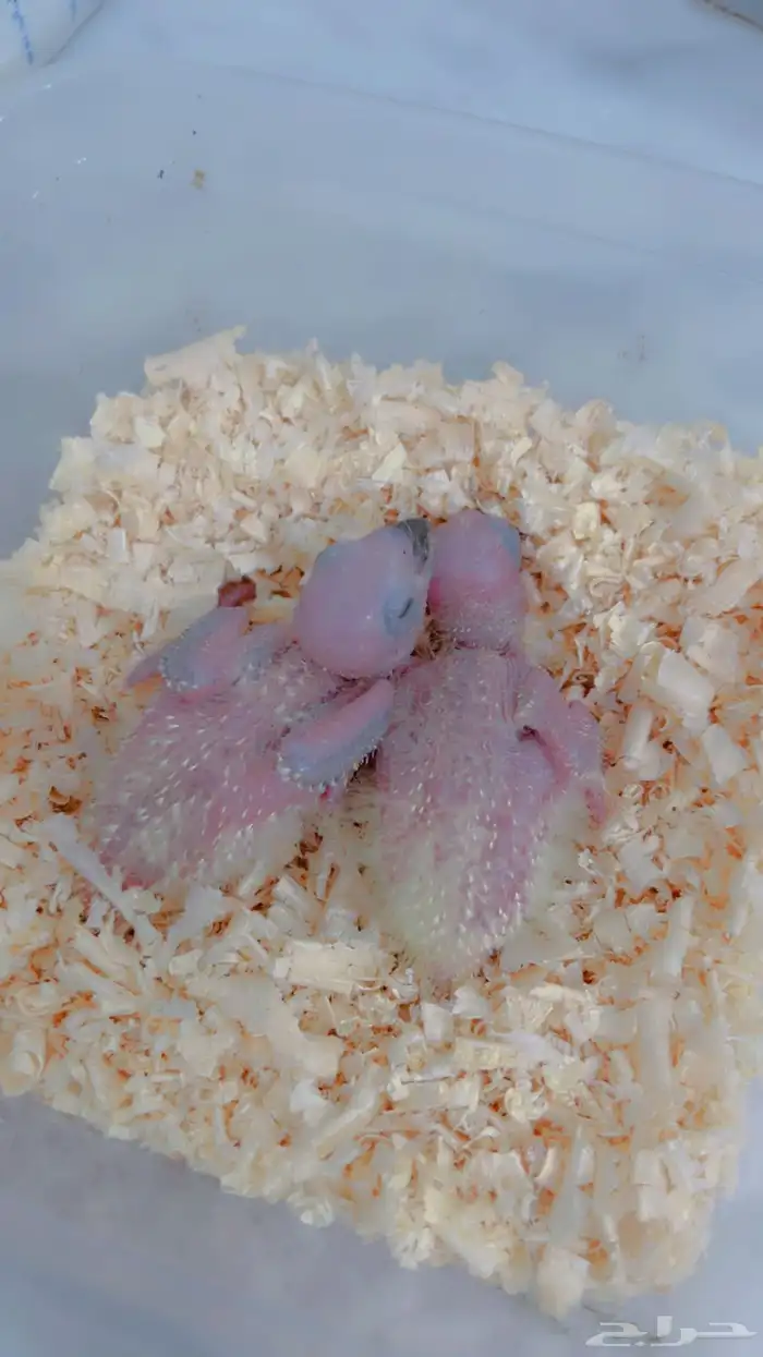 فروخ صن كنيور صبغه قويه 1