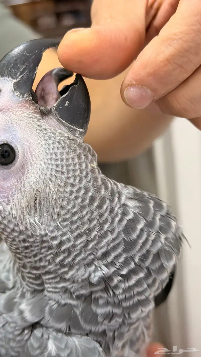 فرخ كاسكو طفره انتاج محلي 0