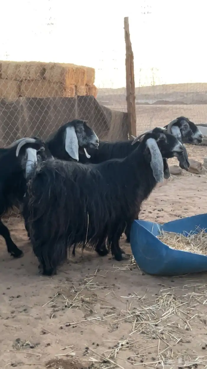 معزا عوارض طيبه 1